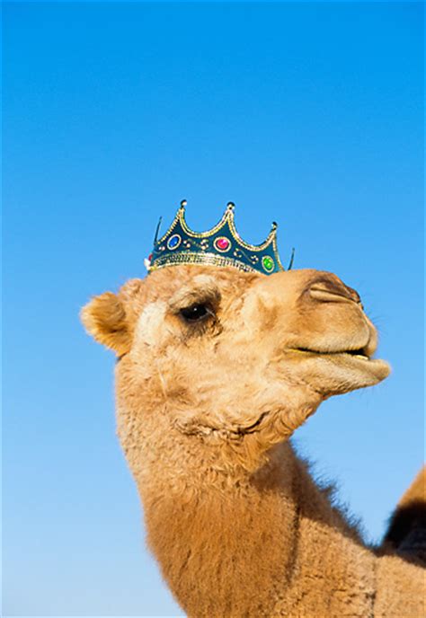 This is c dance that i have ever seen, said one of the d friends. crown - Animal Stock Photos - Kimballstock