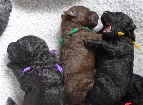 Golden retrievers are known to have genetic disorders and other diseases. Curly-Coated Retriever puppies | Curly coated retriever ...