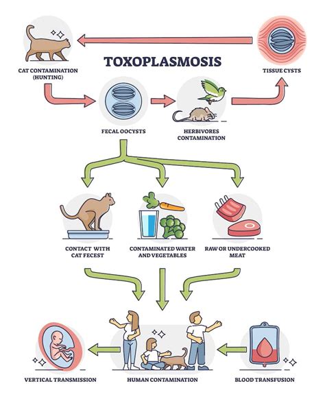 Toxoplasmosis In Cats Causes Symptoms And Treatment Kingsdale