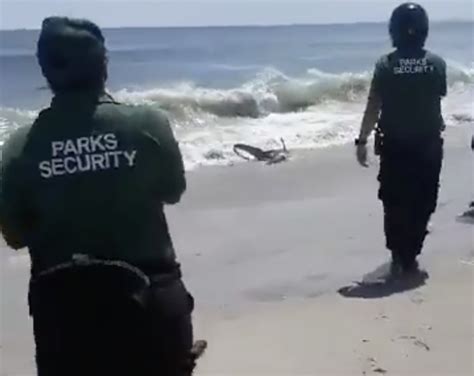 Shark Washes Up On The Shores Of Rockaway Beach Amnewyork