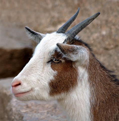 Filedomestic Goat Portrait Aka Wikimedia Commons