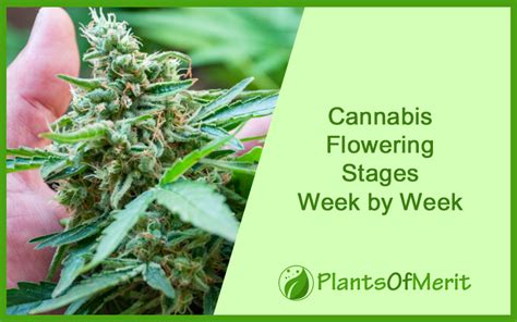 Cannabis Flowering Stages Week By Week With Pictures An Ultimate