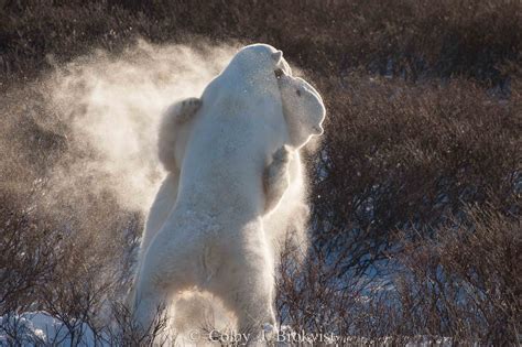 Polar Bear Photography Flourishes In Churchill Churchill Polar Bears