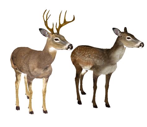 Whitetail Deer Head Png Png Mart