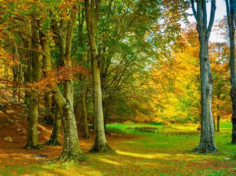 Colorful Italian Forest In Autumn Stock Image Image Of Light Foliage