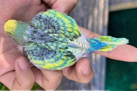 Rainbow Budgies The Ultimate Guide Embora Pets