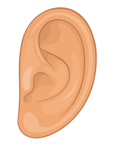 Ears Clipart