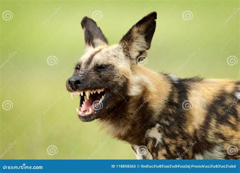Afrikaanse Wilde Hond Open Snuitsnuit Met Tanden Die In Het Water Op