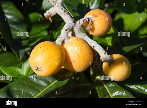 Ripe Yellow Fruits Of Loquat Eriobotrya Japonica Macro Stock Photo Alamy