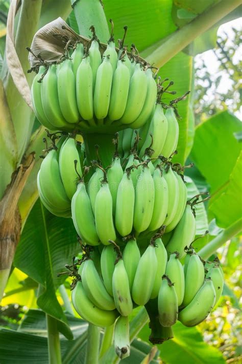 Bananas Are A Fruit But Not Ripe Stock Image Image Of Agriculture