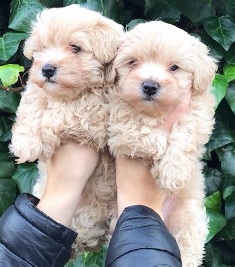 Our adorable maltipoo puppies maltese dog for sale, maltese poodle. Maltipoo Puppies For Sale | Dallas, TX #249102 | Petzlover