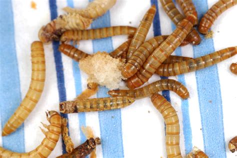 Tenebrio molitor, the larval form of the mealworm beetle, is a food source popular for its nutritional value, as well as for its taste and is reported to act as natural bace1 inhibitor against alzheimer's. Tenebrio molitor (larve)