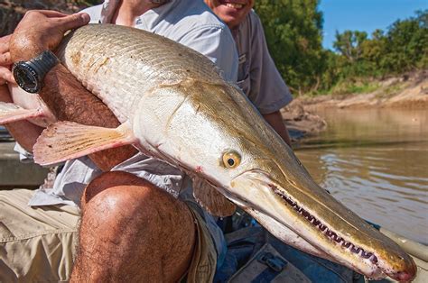 Alligator Gar Fishing A Complete Guide Field And Stream