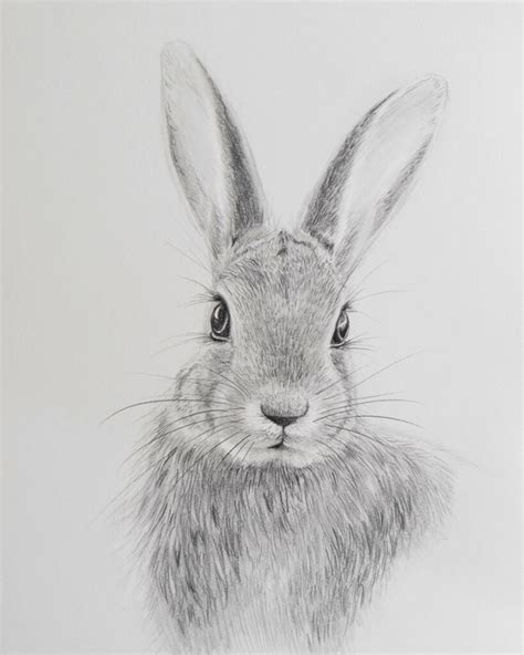 How To Draw A Realistic Rabbit Step By Step