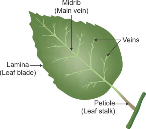 Label Parts Of A Leaf Labels