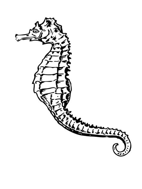 Check out our nice collection of the animals coloring pictures worksheets.new animals coloring pages added all the time. Seahorse coloring pages. Download and print Seahorse coloring pages.