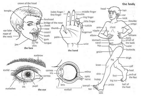 Body part names, leg parts, head parts, face parts names, arm body parts, parts of full hand. Human Body Parts Vocabulary - English Learn Site