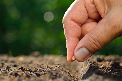 Farmers Hand Planting Seed In Soil Stock Photo Download Image Now