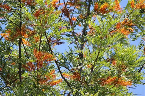 Late winter or early spring spring. Flowers of the Silky Oak - Grevillea Robusta | Queensland ...