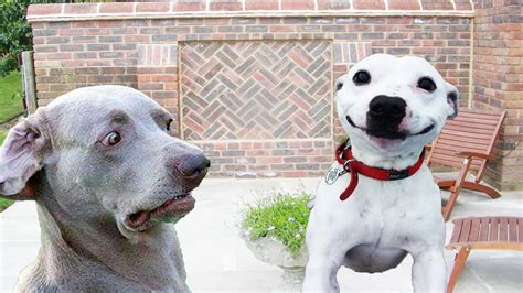 37 Dog Making Funny Face Meme