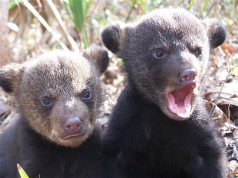 Before the polar bear baby cubs are one month old, their eyes will have opened. Rare Black Bear Quints! | Baby Animal Zoo