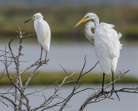 Great Egret And Snowy Egret Perched Photograph By Morris Finkelstein