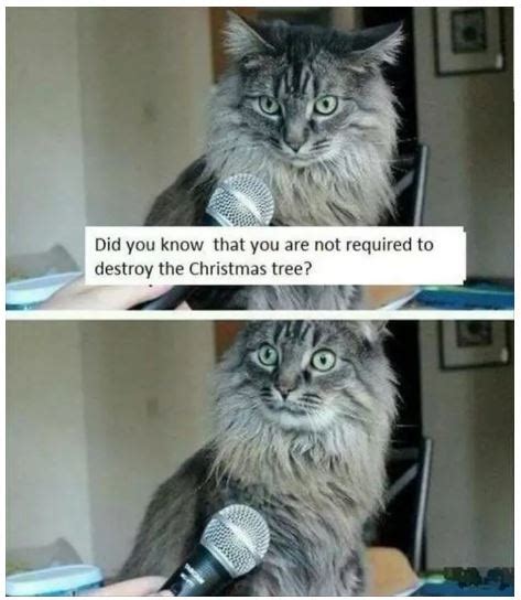 25 best memes about funny clean cat funny clean cat. 20+ Hilarious Memes Every Cat Owner Will Understand