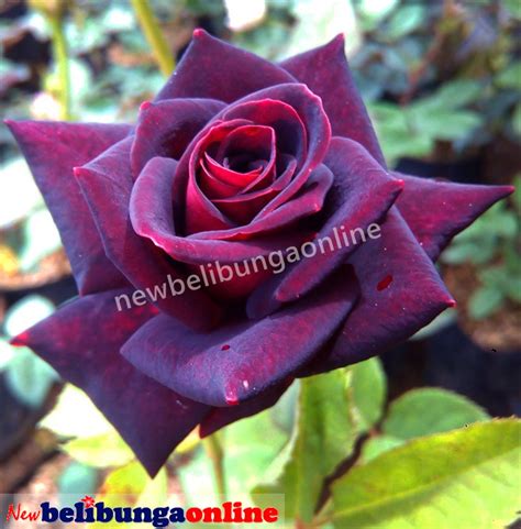 Silahkan cek daftar harga bunga mawar baik untuk bunga potong mawar dan bibit mawar kami disini. Kumpulan gambar untuk Belajar mewarnai: Gambar Gradasi ...