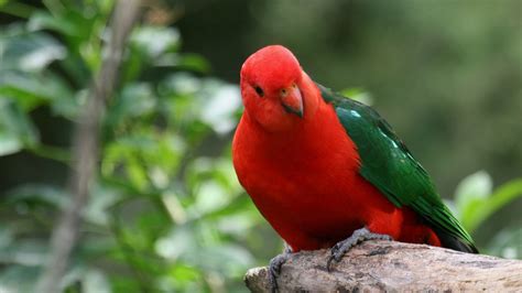 Red Parrot Hd Wallpapers