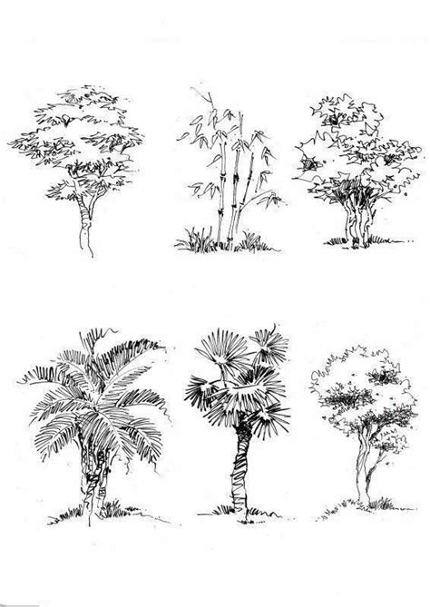 Architectural Trees Perspective Esboços De árvores Pintura De