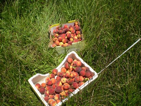 Protection against heavy rain is essential for facilities with soft stone fruits and berries. Netting To Catch Fruit | Shapeyourminds.com