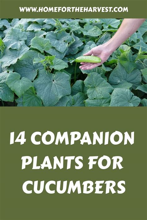 Companion Plants For Cucumbers Boosting Growth And Warding Off Pests