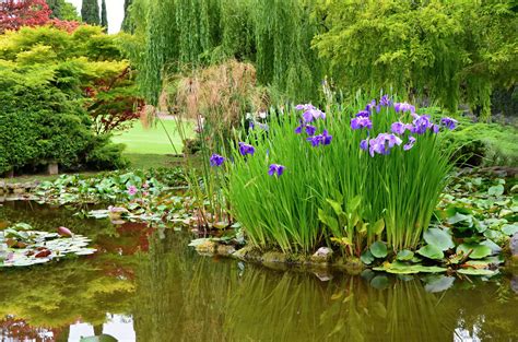 Best Small Pond Plants Uk