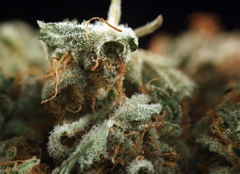Gorilla Glue Weed Is One Of The Strongest Strains Ever Created