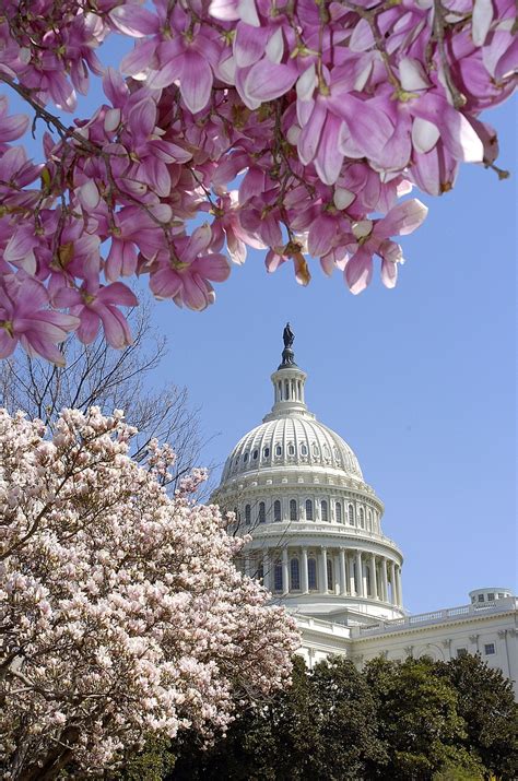 Todays Document • Spring Flowers Arrived Early In Washington Dc