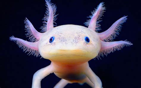 Complete Axolotl Genome Its Essential To Future Human Tissue