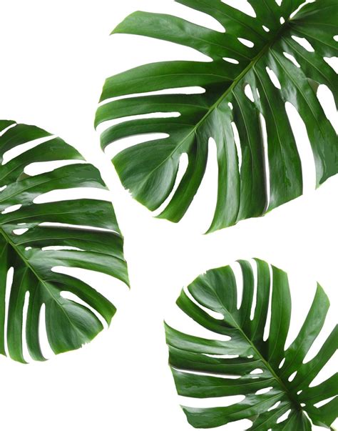 Palm tree leaf template printable. Tropical Leaf Printable Art Monstera leaves Tropical ...