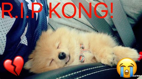 Rip Kong Logan Pauls Dog Youtube