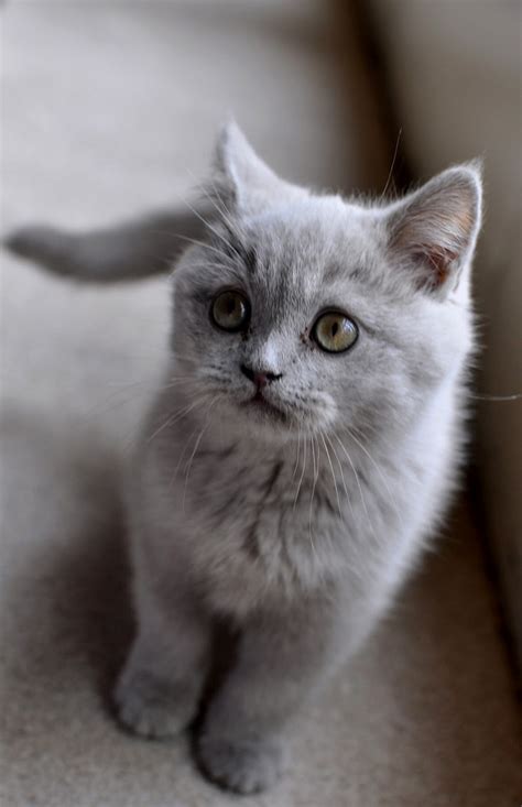 While viewing the individual pictures, you can easily swipe to navigate to the. Cat Mobile Wallpapers (16 Wallpapers) - Adorable Wallpapers