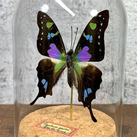 Butterfly Taxidermy Stunning Blue Purple And Green Graphium Etsy