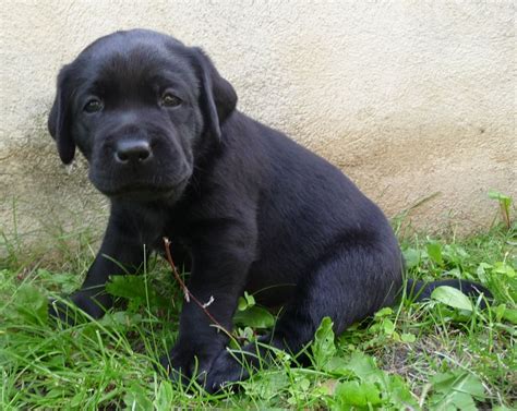 Ofa hips and elbows, dna tested for eic, pra and hnpk, annual eye certification. English Chocolate Lab Puppies For Sale Oregon