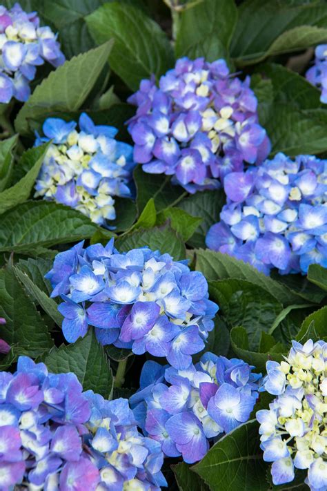 The blooms of seaside serenade cape lookout hydrangea put on quite a show, says clay. Hydrangea Flowers | DIY