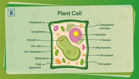 Plant Cell Functions Definitions