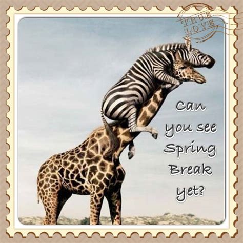 Spring Break Funny Animals Weird Animals Giraffe Pictures