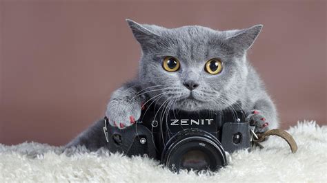 9 Tips For Capturing Great Cat Pictures Purrfect Love
