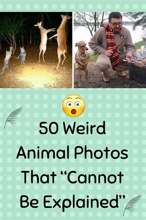 50 Weird Animal Photos That “cannot Be Explained” Weird Animals