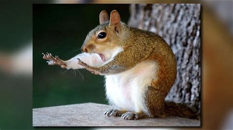 Brandon Womans Hilarious Squirrel Photo Brings Home High Honors
