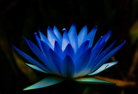 Blue Water Lily The National Flower Of Sri Lanka National Flowers By