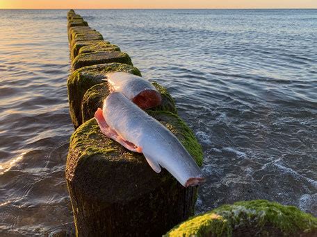 Der schriftsteller martin ahrends war einen monat lang da. Fischland Darß - Ferienhaus Ankerherz direkt am Ostsee ...