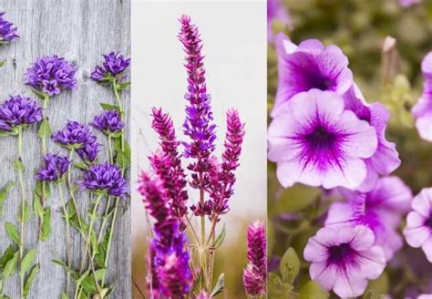 From bronze and chartreuse to silver, green, and peach, coralbells are standout foliage plants for the shade, but. Green Plants with Purple Flowers - Multigardening
